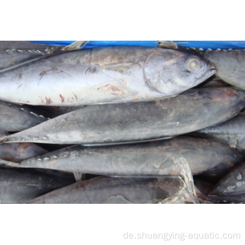 Gefrorener Thunfisch Albacore Bonito WR Größe 300-500